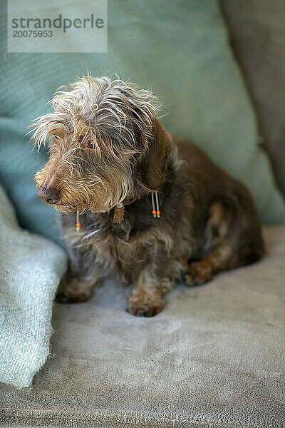 Alter Hund im Ruhestand sitzt entspannt auf dem Sofa