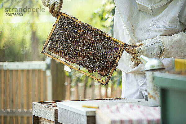 Mann hebt Wabenbienenstock aus seinem Zuhause  um nach Honig zu suchen