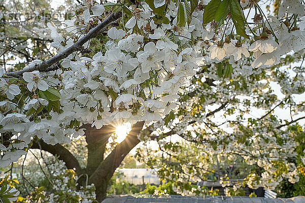 Wunderschöne Blüte an einem Baum  während die Sonne scheint