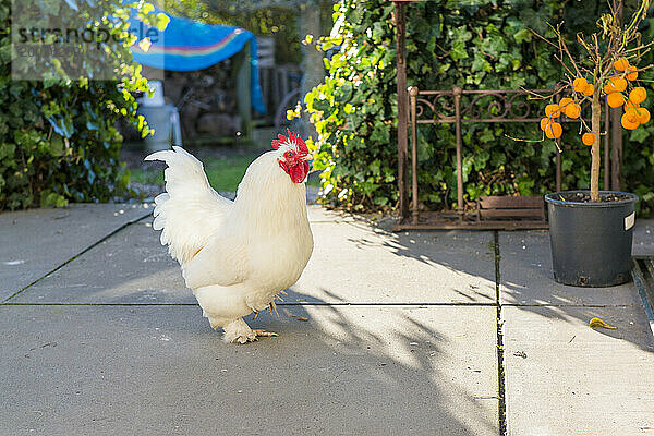 Haushuhn  das durch den Garten läuft