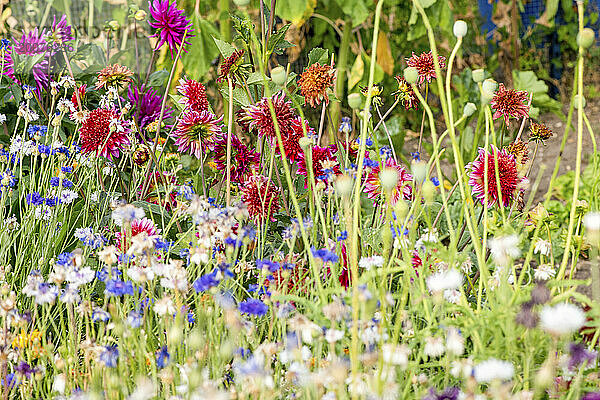 Wunderschöne Wildblumen im Hochsommer auf einer wilden Wiese.