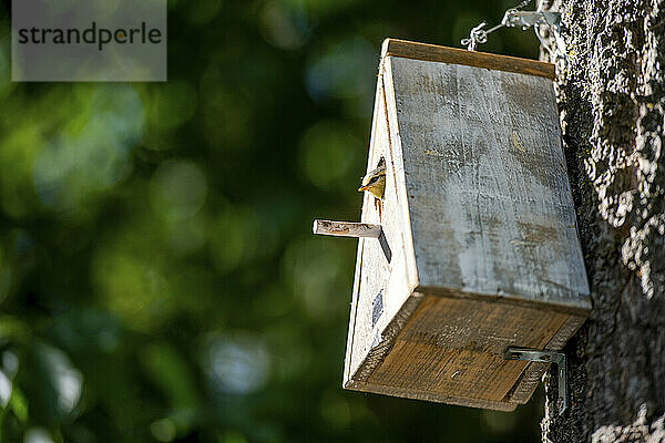 Vogelhäuschen an einem Baum im Wald im Sommer befestigt. Kleiner Vogel mit dem Kopf aus dem Fenster