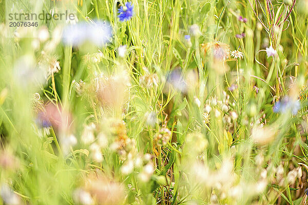 Wunderschöne wilde Blumen auf einer Wiese im Sommer. Blüte in voller Blüte.