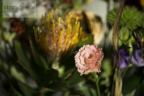 Schöne Blumen sitzen in einer Vase auf einem Tisch. Blumenarrangement aus getrockneten und frischen Blumen