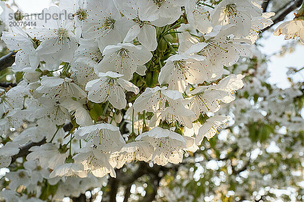 Wunderschöne Blüte an einem Baum  während die Sonne scheint