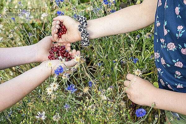 Junges Mädchen hält Beeren in der Hand  die sie aus ihrer Parzelle gepflückt hat. Frische Produkte direkt aus dem Garten