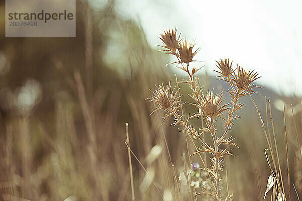 Distel getrocknet mit Gras und Wald im Hintergrund verschwommen