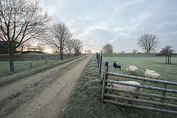 Schöner Wintermorgen auf einer Schaffarm in den Niederlanden. Frost auf dem Boden