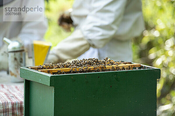 Ein Paar  männlich und weiblich  kümmert sich um seinen Bienenstock am Fuße seines Gartens  um Honig zu holen. Inspektion des Bienenstocks