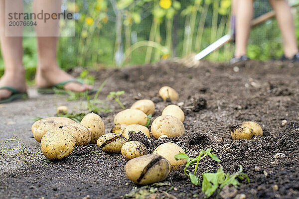 Kleiner Junge hilft seinen Eltern im Kleingarten  jätet Unkraut und pflückt Kartoffeln und anderes Gemüse für das Abendessen