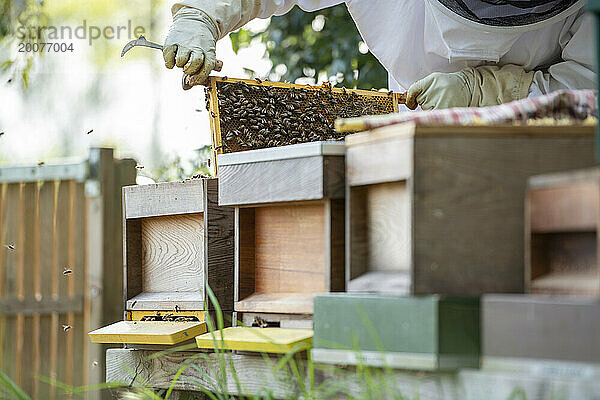 Ein Paar  männlich und weiblich  kümmert sich um seinen Bienenstock am Fuße seines Gartens  um Honig zu holen. Inspizieren Sie den Bienenstock und stellen Sie sicher  dass es der Königin gut geht.
