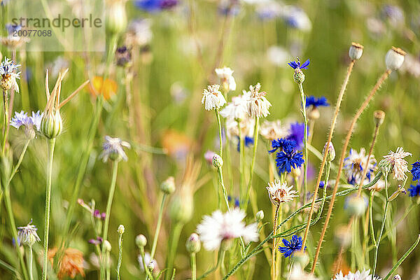 Wunderschöne wilde Blumen auf einer Wiese im Sommer. Blüte in voller Blüte.