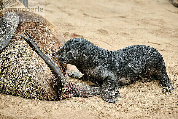 Robbe saeugt ihr Baby  Braune Pelzrobbenkolonien mit Babys  Cape Cross Seal Reserve  Namibia  Afrika |seal suckling its baby in Brown fur seal colonies with babies  Cape Cross Seal Reserve  Namibia  Africa|