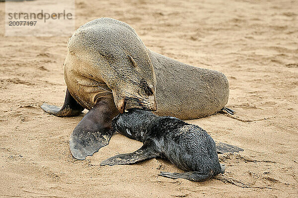 Mutterrobbe mit ihrem Baby in Braune Pelzrobbenkolonien mit Babys  Cape Cross Seal Reserve  Namibia  Afrika |mother seal with baby in Brown fur seal colonies with babies  Cape Cross Seal Reserve  Namibia  Africa|