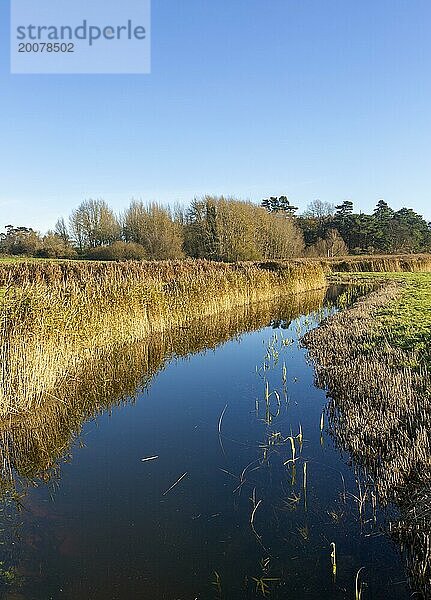 Sumpflebensraum Schilf im Entwässerungsgraben  Ramsholt  Suffolk  England  UK