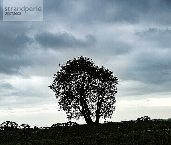 Stürmische dunkle Wolke Himmel Winter Baum Silhouette  Ramsholt  Suffolk  England  UK