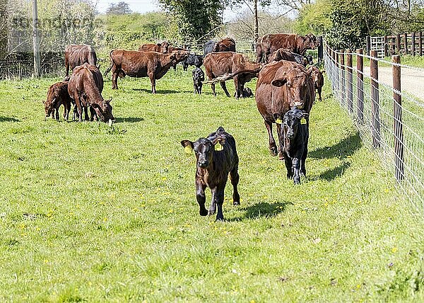 Red Poll Rinderkühe mit jungen Kälbern auf einem Feld  Sutton  Suffolk  England  UK