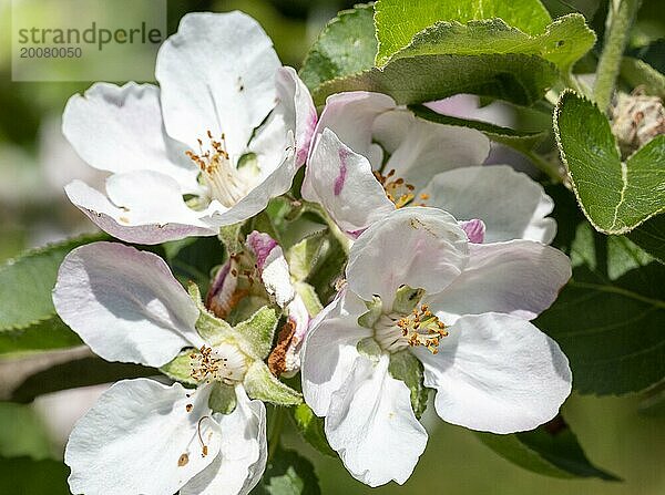 Makro Nahaufnahme von Apfelblütenblüten  UK