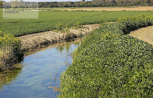 Wasser im Entwässerungsgraben durch Ackerland  Hollesley  Suffolk  England  UK