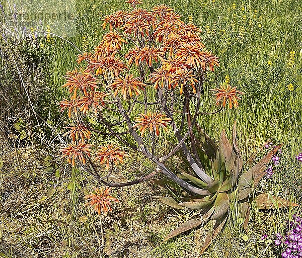 Aloe vera sukkulente Kaktuspflanze blühend  orange Blüten  Rogil  Algarve  Portugal  Südeuropa  Europa