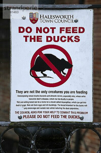 Schild Enten nicht füttern  Bild einer Ratte  Stadtverwaltung Halesworth  Suffolk  England  Großbritannien  Europa