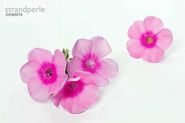 Blühender Phlox paniculata  große DOF