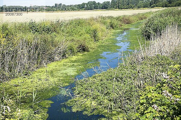 Entwässerungsgraben mit Grünalgen  verursacht durch Eutrophierung  Hollesley Marschland  Suffolk  England  UK