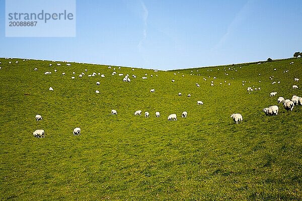 Schafherde beim Weiden auf kalkhaltigem Grasland in den Kreideabhängen von Milk Hill  Marlborough Downs  Wiltshire  England  Großbritannien  Europa