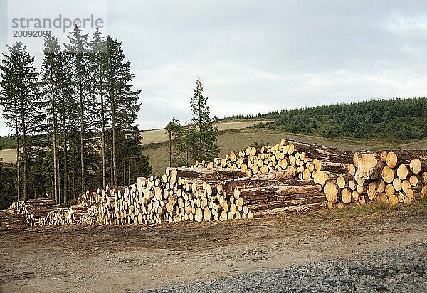 Baumfällarbeiten in der Forstwirtschaft im Nationalpark Dartmoor  Bellever Forest  Postbridge  Devon  England  Großbritannien  Europa