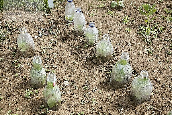 Plastikflaschen zum Schutz der wachsenden Pflanzen in einer Kleingartenanlage  Shottisham  Suffolk  England  Großbritannien  Europa