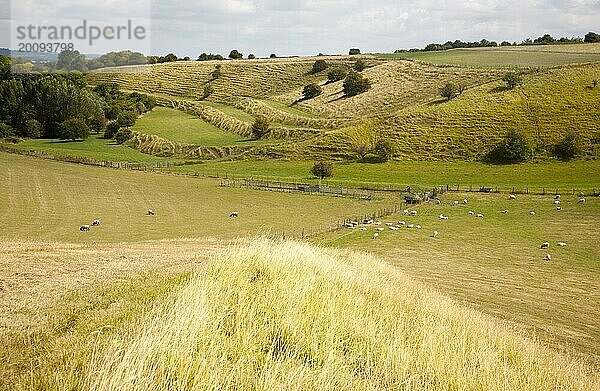 Alte terrassenförmig angelegte Felder  so genannte Strip Lynchets  die in einen Kreideabhang in Bishopstone  Wiltshire  England  UK  eingeschnitten sind