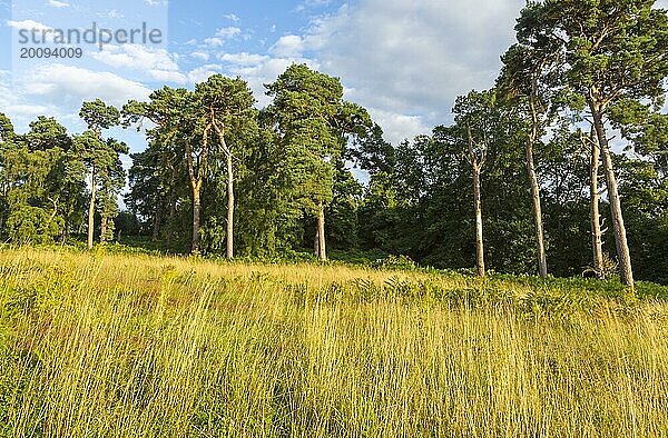 Heidevegetation mit Waldkiefer  Pinus sylvestris  Sutton Heath  nahe Shottisham  Suffolk  England  UK