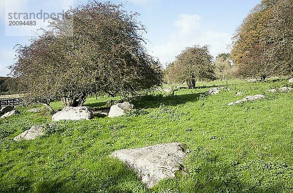Fyfield Down nationales Naturschutzgebiet  Marlborough Downs  Wiltshire  England  Vereinigtes Königreich eines der ältesten Naturschutzgebiete des Landes  das 1955 aus unverbessertem Kreidegrasland mit Sarsensteinen in Trockentälern geschaffen wurde