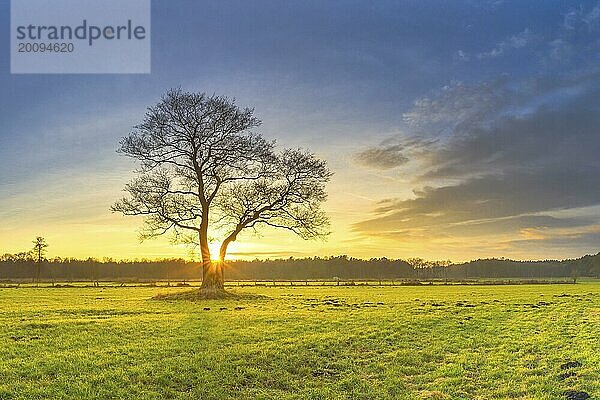 Die Sonne geht hinter einem Baum unter der allein auf einer Wiese steht  Sonnenuntergang  Abendstimmung  Warmes Licht  Panorama  Landschaftsaufnahme  Naturaufnahme  Sonnenstern  Schneeren  Neutstadt am Rübenberge  Hannover  Niedersachsen  Deutschland  Europa