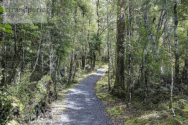 Lake Matheson Trail  Neuseeland  Ozeanien
