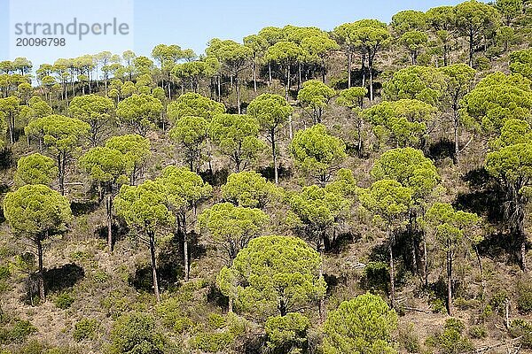 Zirbelkiefern oder Schirmkiefernwald  Pinus pinea  Flusstal des Rio Tinto  Minas de Riotinto  Huelva  Spanien  Europa