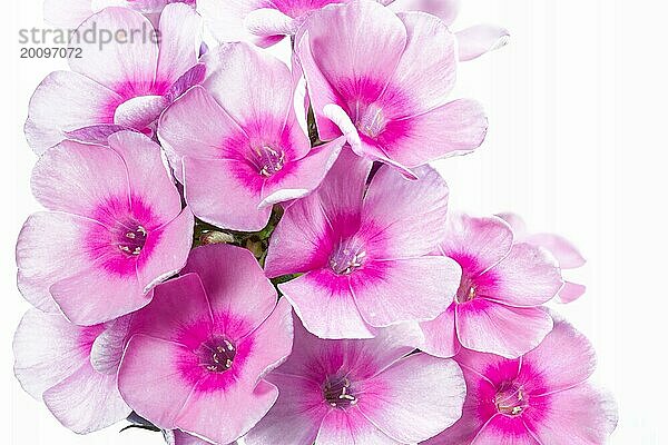 Blühender Phlox paniculata  große DOF