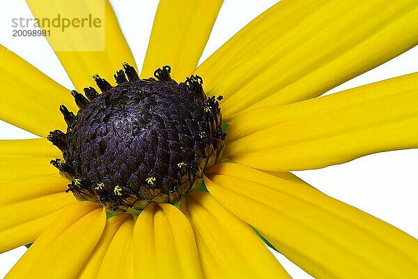 Gelber Sonnenhut (Rudbeckia)  freigestellt