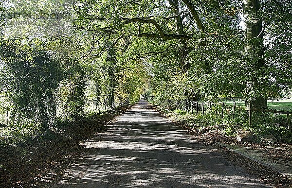 Ruhige  von Bäumen gesäumte Landstraße im Herbst Lockeridge  Wiltshire  England  UK