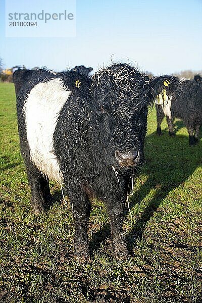Rindviehherde der seltenen Rasse Belted Galloway auf der Lux Farm  Kesgrave  Suffolk  England  Großbritannien  Europa