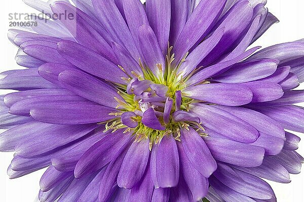 Blühende Aster  große DOF