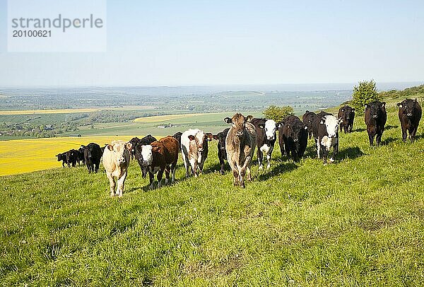 Eine Reihe von Ochsen  die auf einem Kreideabhang am Milk Hill stehen  Alton Barnes  Wiltshire  England  Großbritannien  Europa