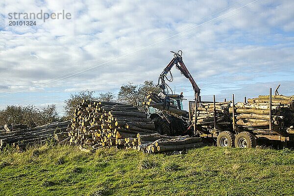 Traktor mit mechanischem Greifer beim Laden von Baumstämmen auf einen Stapel. Suffolk Sandlings AONB  England  UK