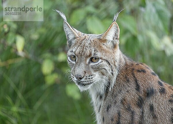 Eurasischer Luchs (Lynx lynx)  Porträt  Deutschland  Europa
