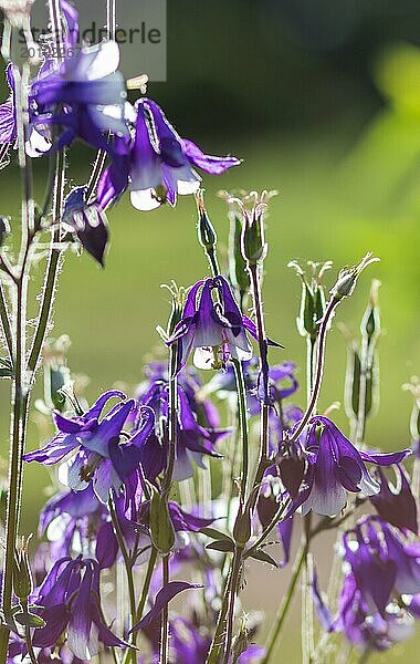 Blühende lila und blaue Akelei im Garten