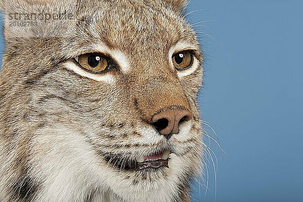 Eurasischer Luchs (Lynx lynx)  Tierportrait  Nahaufnahme  captive  Studioaufnahme