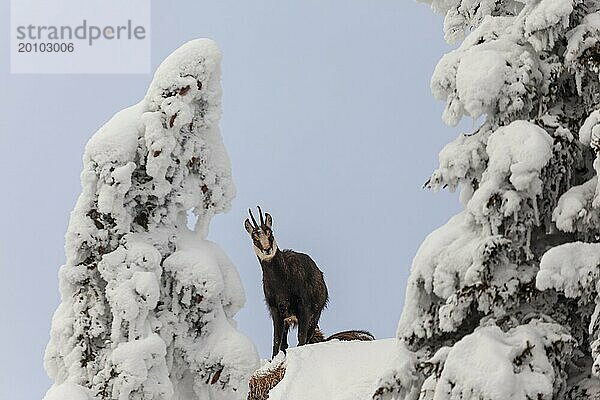 Gämse (Rupicapra rupicapra)  im Schnee stehend  frontal  Bergwald  Ammergauer Alpen  Oberbayern  Bayern  Deutschland  Europa