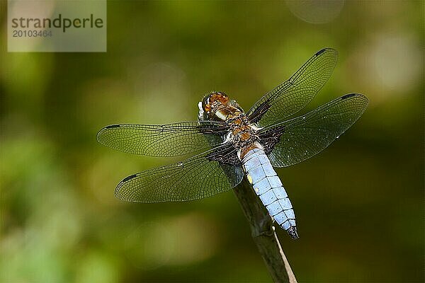 Plattbauch (Libellula depressa)  Männchen sitzt auf einem Schilfrohr  mit Bokeh Effekt  Hintergrund  Rheinland-Pfalz  Deutschland  Europa