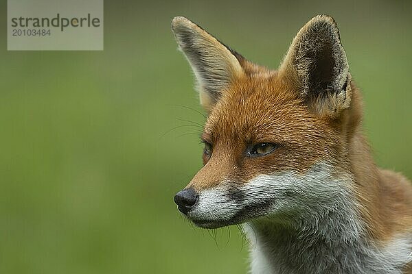 Rotfuchs (Vulpes vulpes) erwachsenes Tier Kopf Portrait  England  Großbritannien  Europa