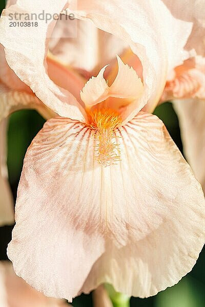 Schöne bunte Iris Blume blühen im Garten. Close up  Zerbrechlichkeit und Sommer Konzept